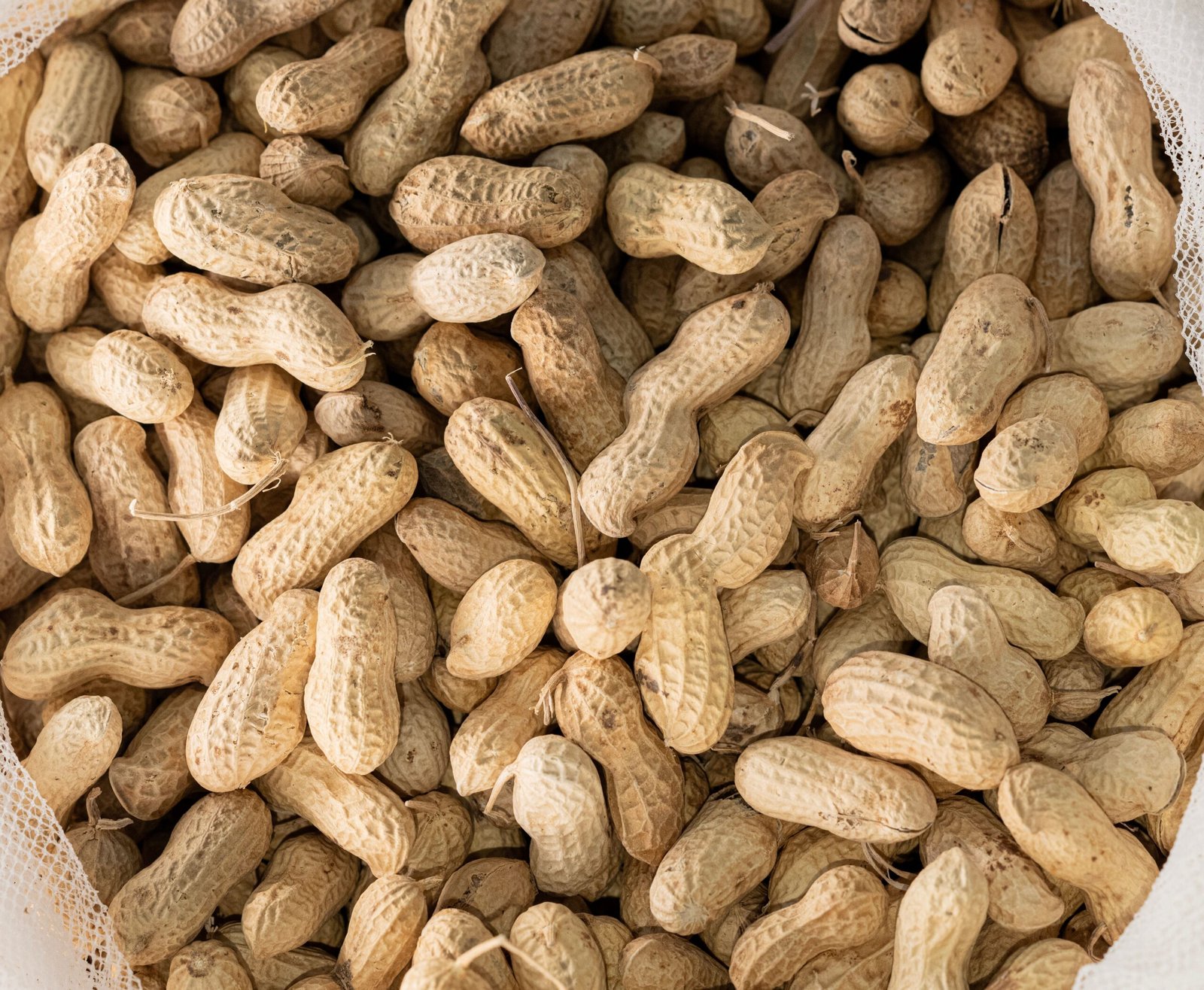Close-up image of a pile of fresh, unshelled peanuts in natural light.